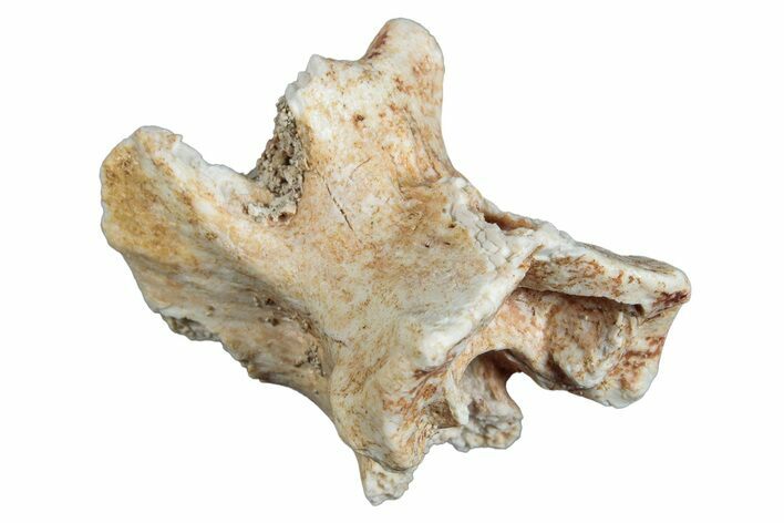 Fossil Sea Snake (Palaeophis) Vertebra - Morocco #277560